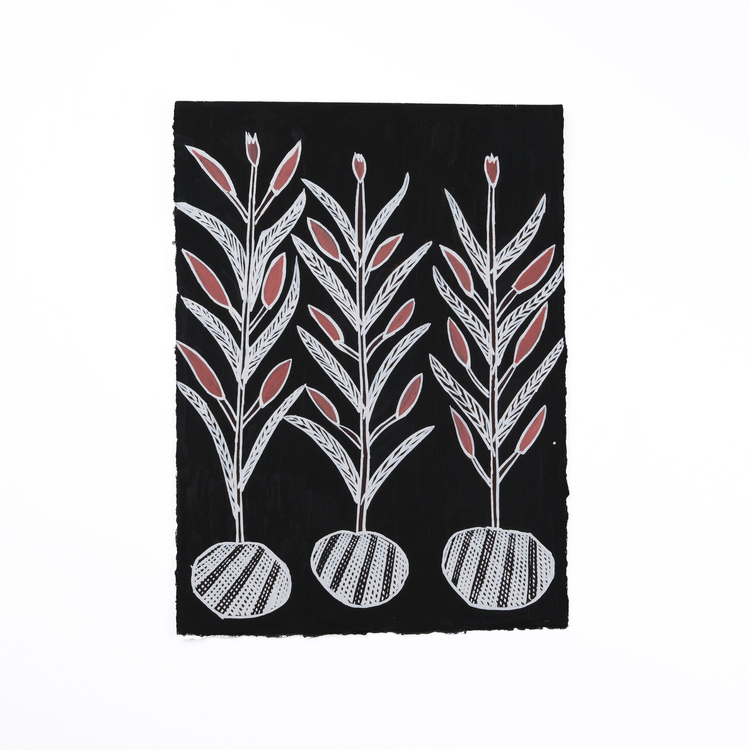 Bididjirr (yam) - Painting On Paper - Lena Mayiyi Ngurruwuthun